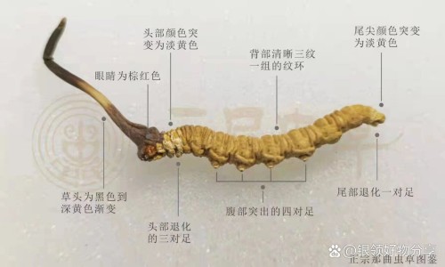 营养不良水肿会增加几斤-消瘦水肿营养不良怎么办-水肿型营养不良,中国消瘦水肿营养不良网站